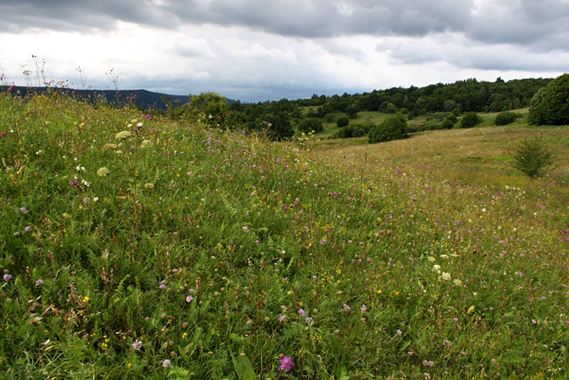 farbenfrohe Blumenwiese in den rumänischen Karpaten farbenfrohe Blumenwiese in den rumänischen Karpaten
